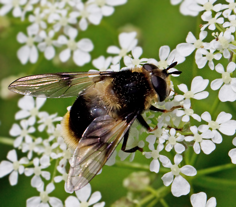 Humlelik barrblomfluga, Eriozona syrphoides.jpg