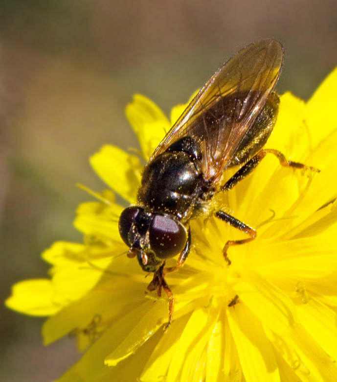 Hundkäxblomfluga, Cheilosia pagana.jpg