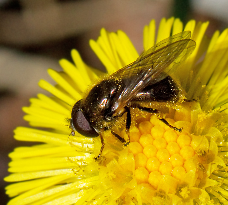 Vårörtblomfluga, Cheilosia urbana.jpg
