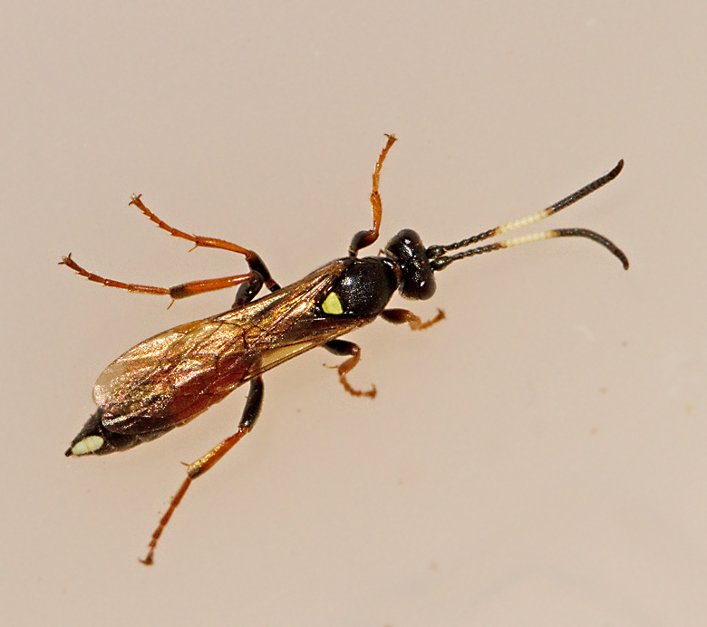 Ichneumon primatorius.jpg