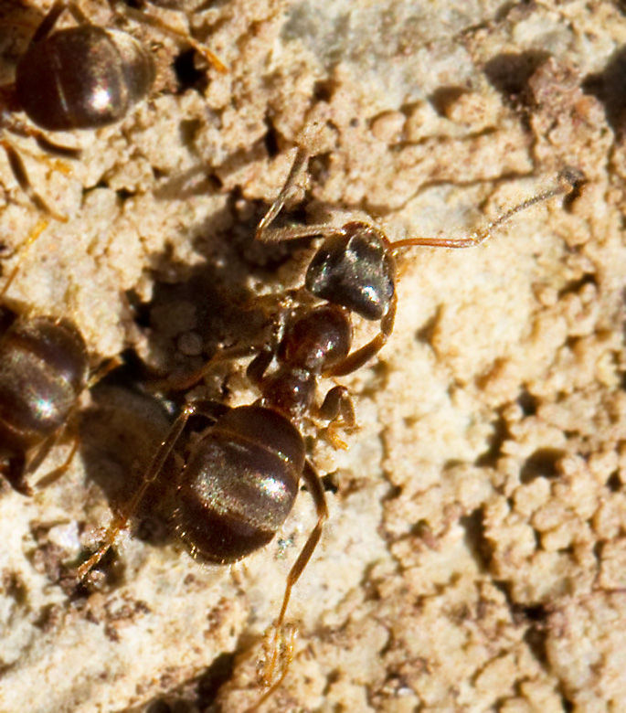 Kalkjordmyra, Lasius paralienus.jpg