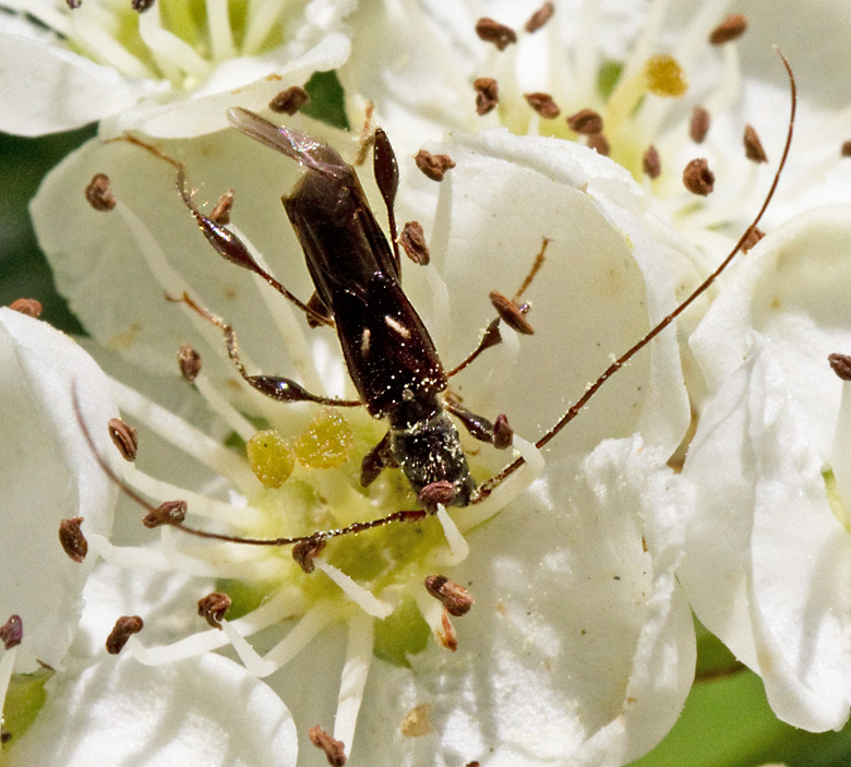 Kortvingad granbock (Molorchus minor).jpg