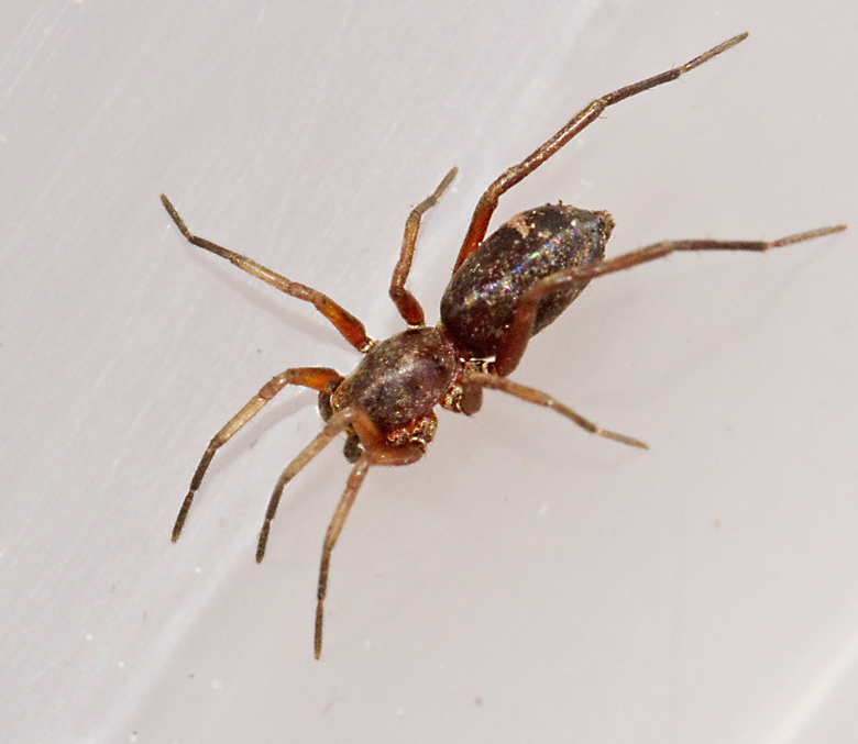 Ametistskimmerspindel, Micaria fulgens.jpg