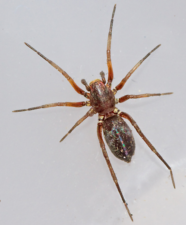 Ametistskimmerspindel, Micaria fulgens.jpg