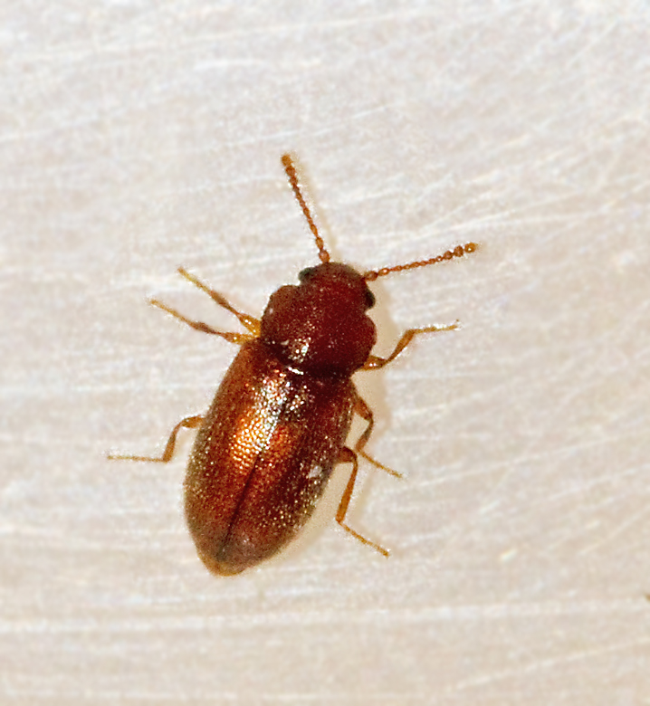 Micrambe abietis.jpg