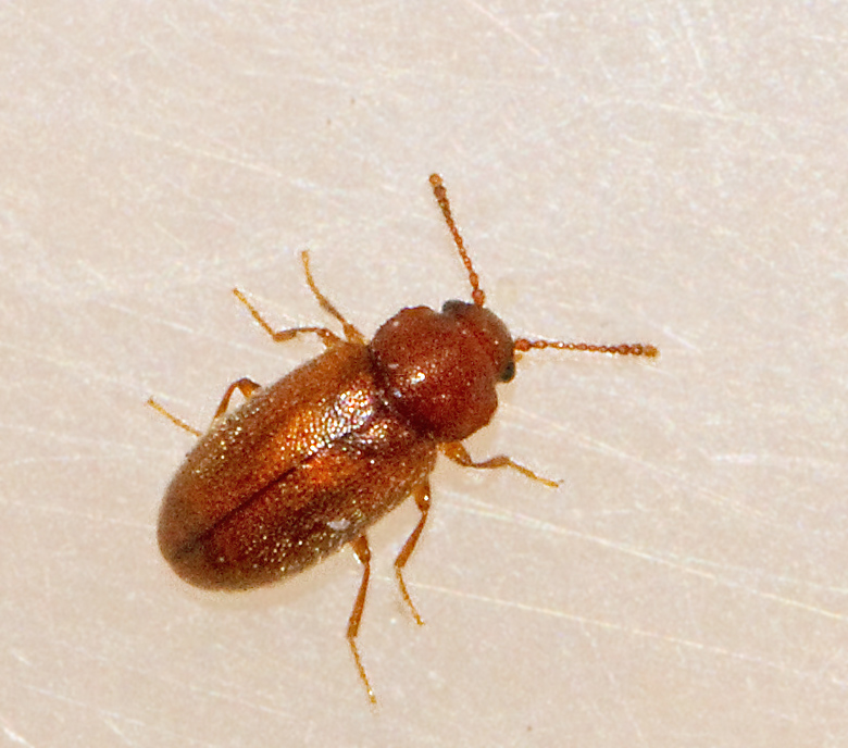 Micrambe abietis.jpg