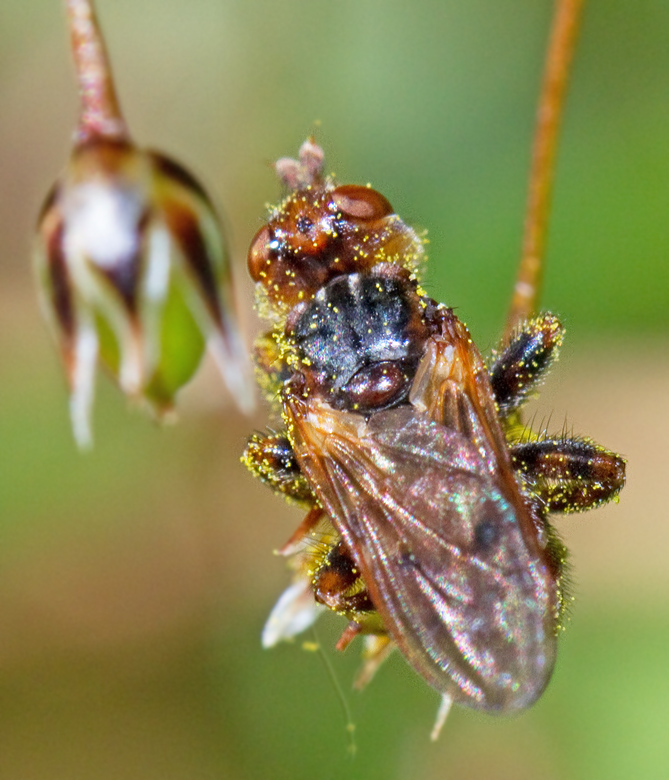 Myopa testacea.jpg