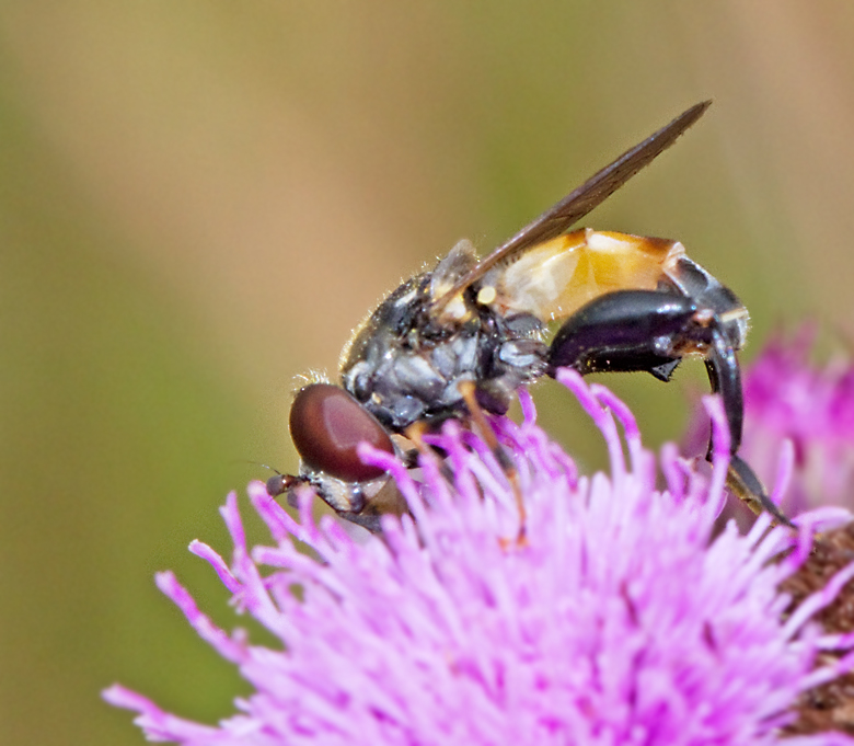 Mörk eldblomfluga (Tropidia scita).jpg