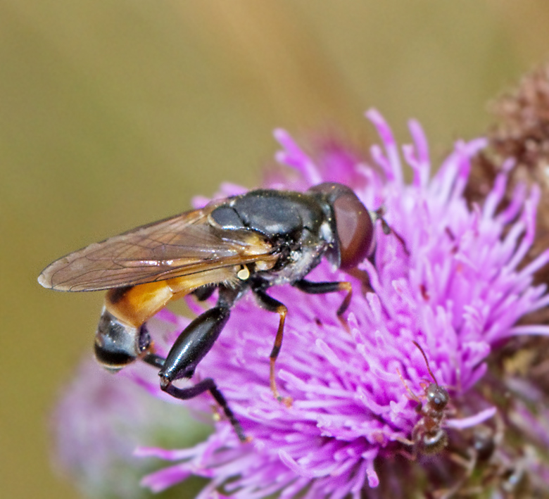 Mörk eldblomfluga (Tropidia scita).jpg