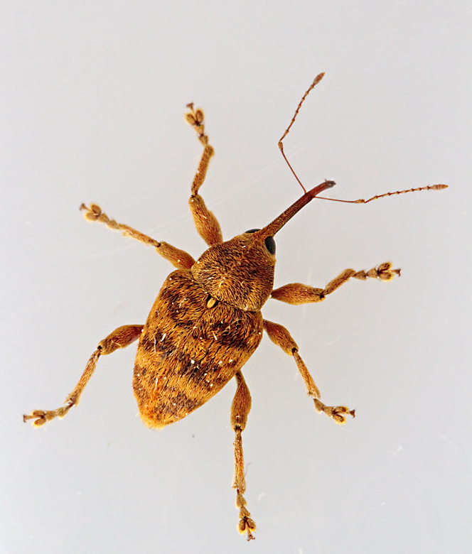 Bandad ollonvivel, Curculio venosus.jpg