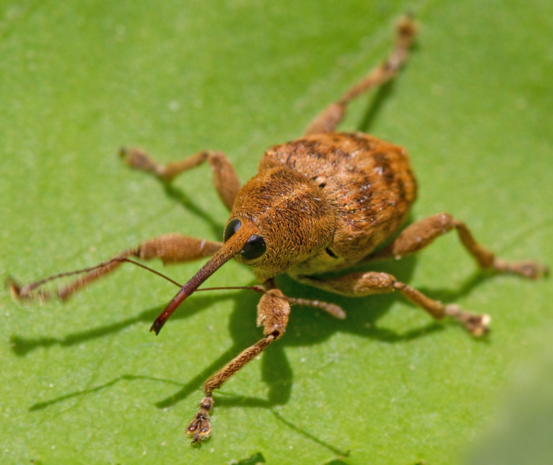 Bandad ollonvivel, Curculio venosus.jpg