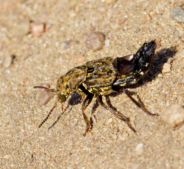 Gulbent dyngkortvinge, Ontholestes tessellatus.jpg