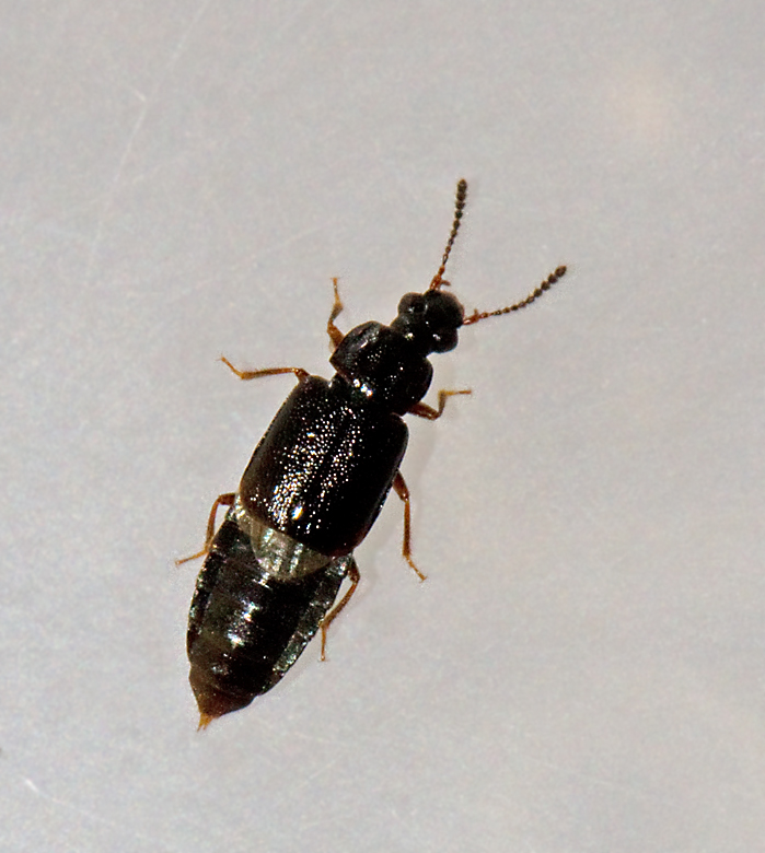 Omalium rivulare.jpg