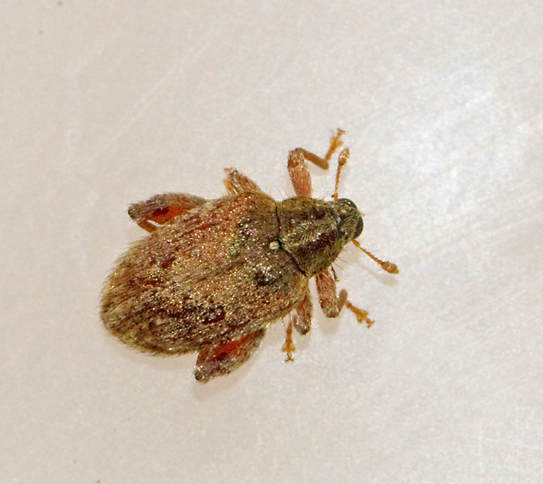 Orchestes quercus.jpg