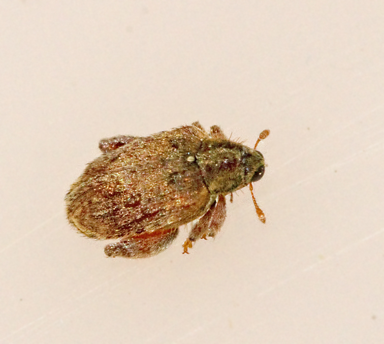 Orchestes quercus.jpg