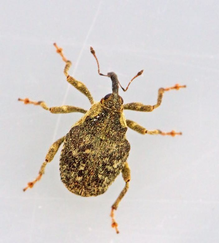 Parethelcus pollinarius.jpg