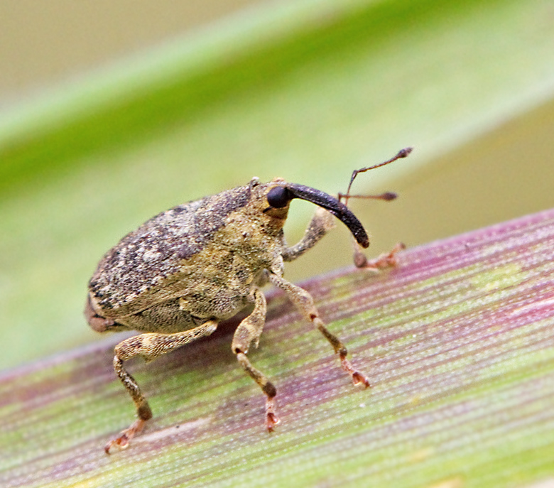 Parethelcus pollinarius.jpg