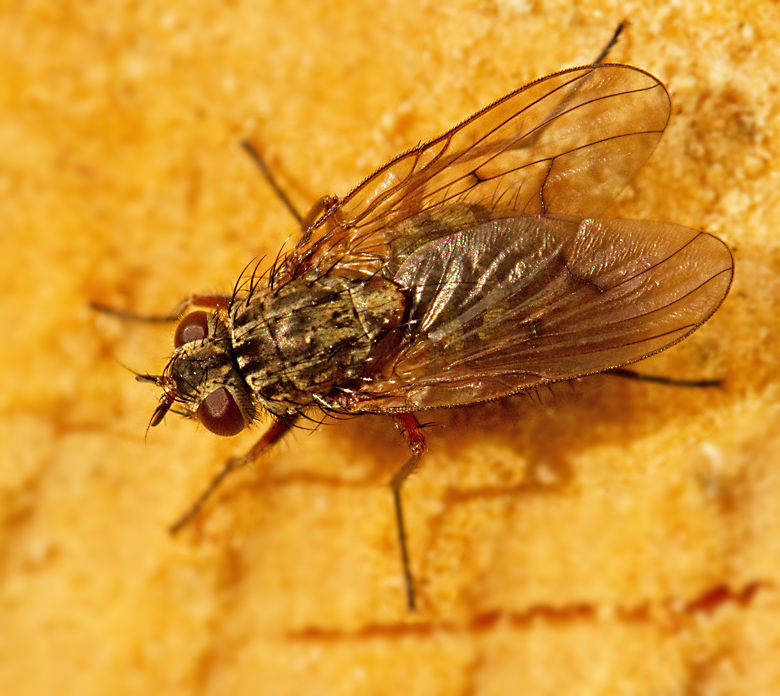 Phaonia_tuguriorum.jpg