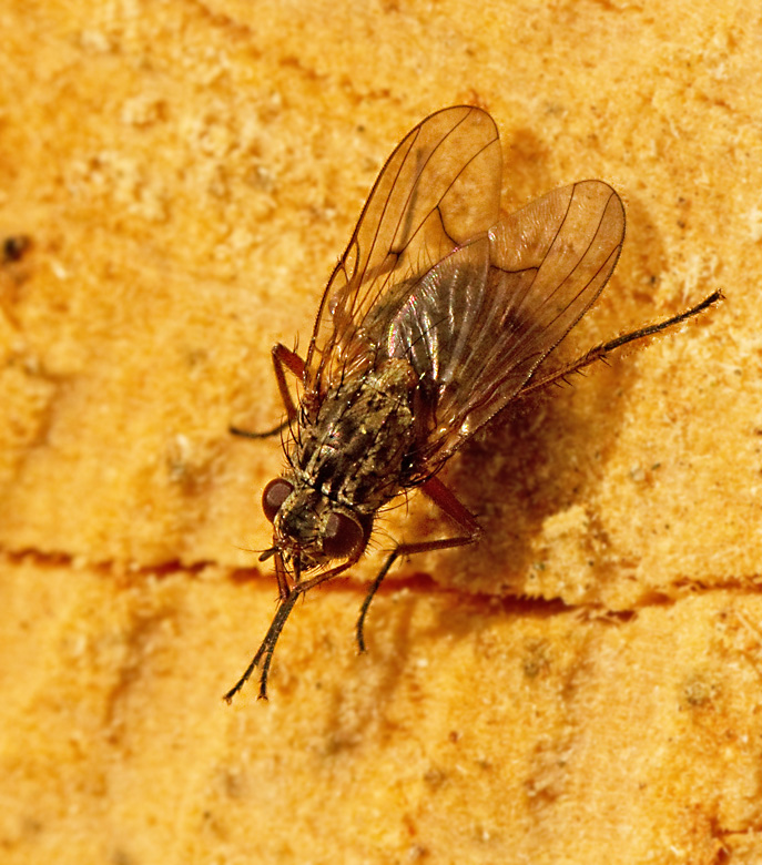 Phaonia_tuguriorum.jpg