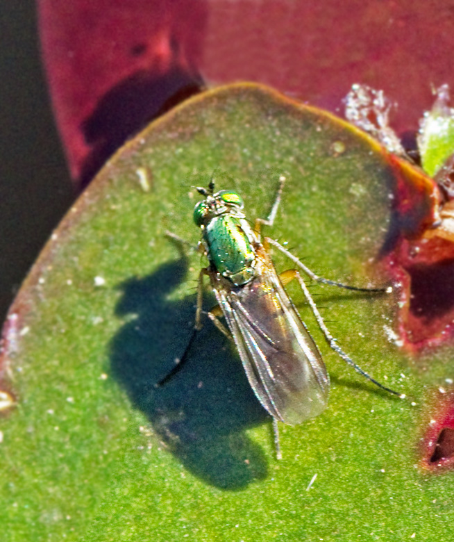 Poecilobothrus nobilitatus.jpg