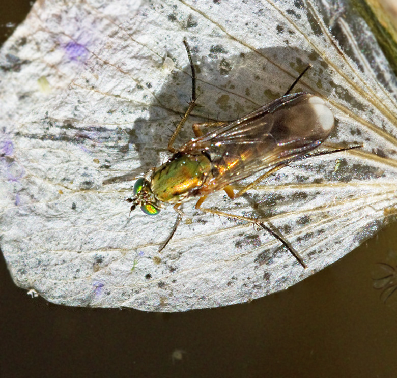 Poecilobothrus nobilitatus.jpg