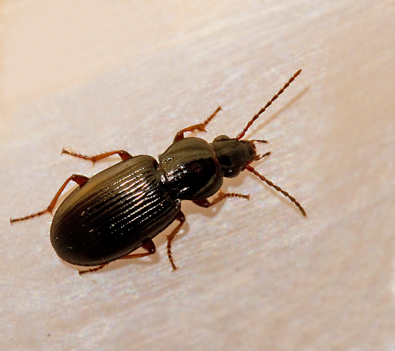 Pterostichus strenuus, Lundsvartlpare.jpg