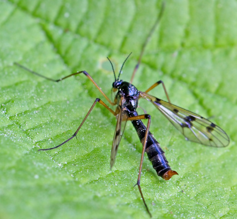 Ptychoptera contaminata.jpg