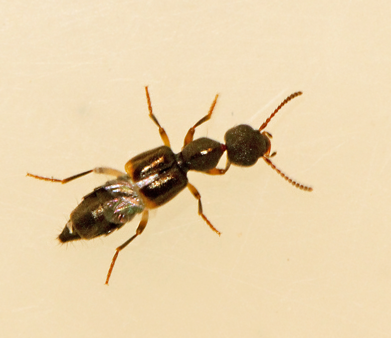 Rugilus orbiculatus.jpg