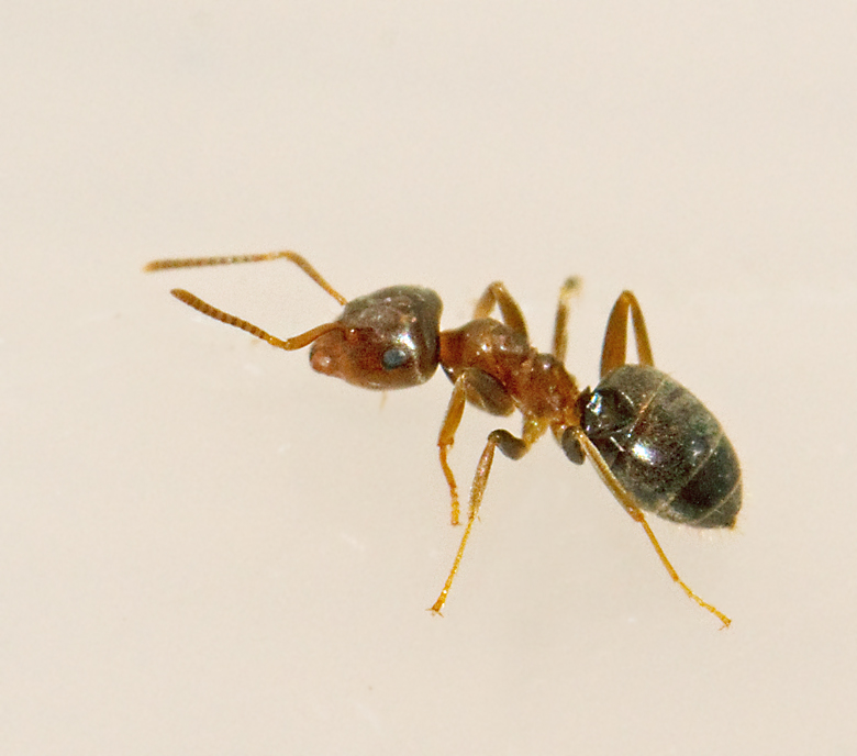 Sandjordmyra, Lasius psammophilus.jpg