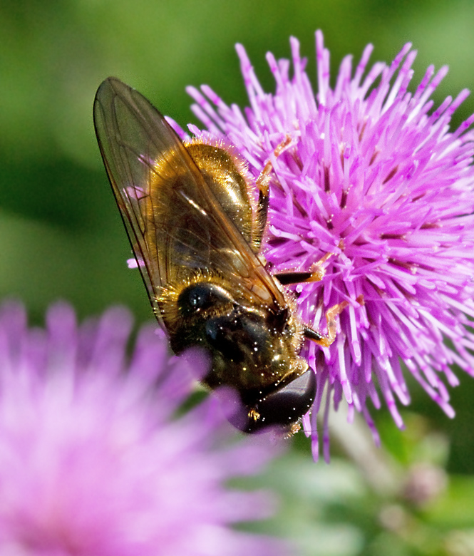 Sen skråpblomfluga, Cheilosia canicularis.jpg