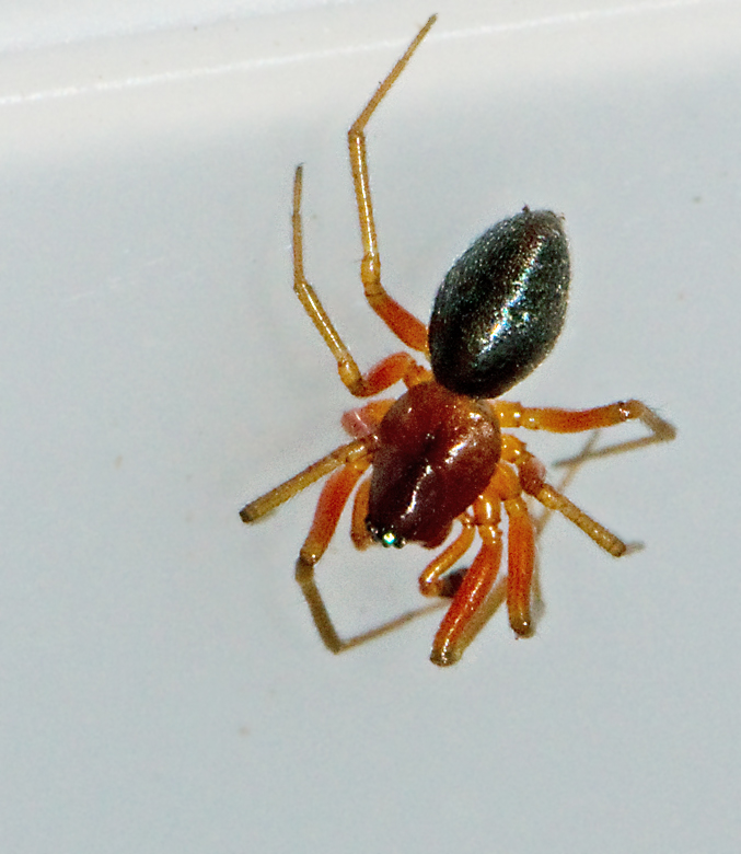 Skruvdvärgspindel, Hylyphantes graminicola.jpg