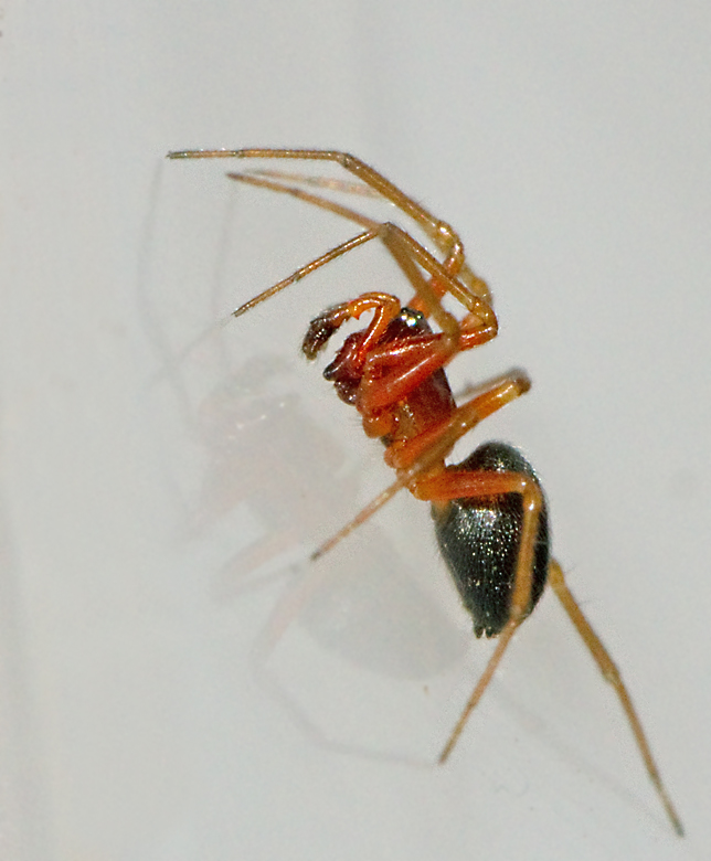 Skruvdvärgspindel, Hylyphantes graminicola.jpg