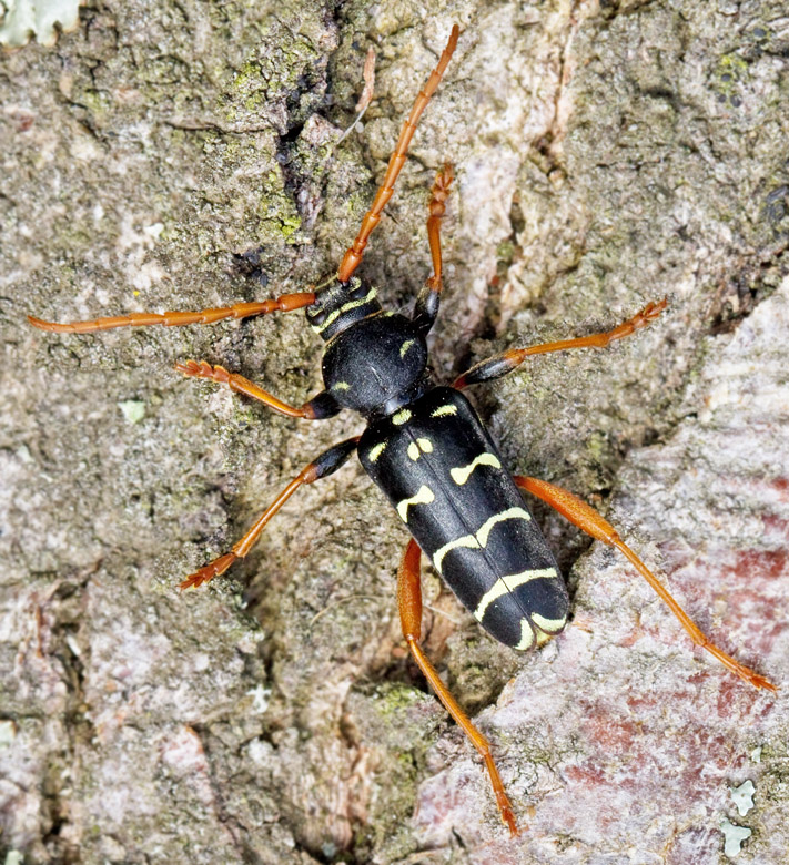 Smalbandad ekbarkbock (Plagionotus arcuatus).jpg