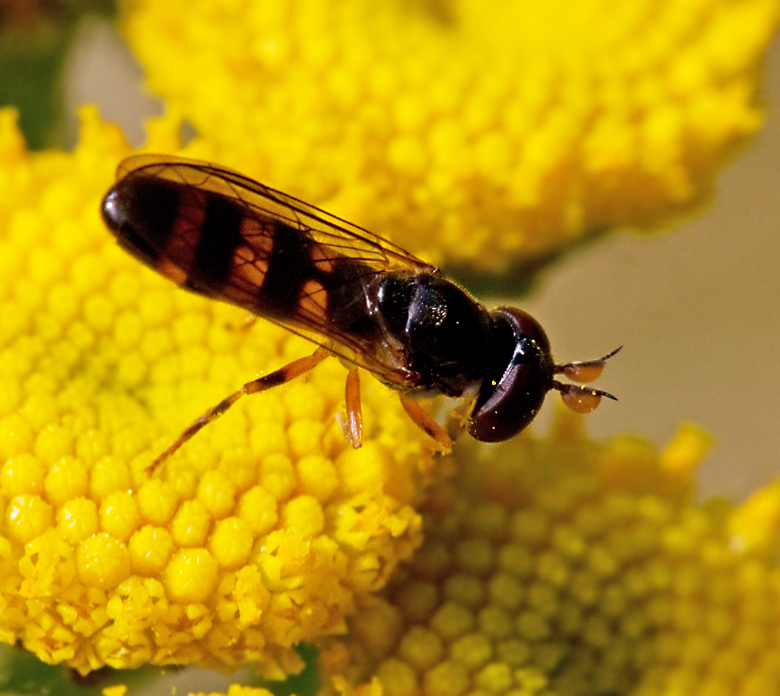 Spetsöronblomfluga, Pelecocera tricincta.jpg