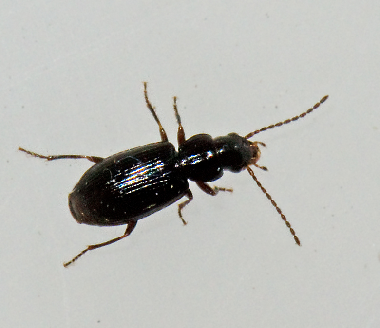 Svart dammlpare, Acupalpus exiguus.jpg