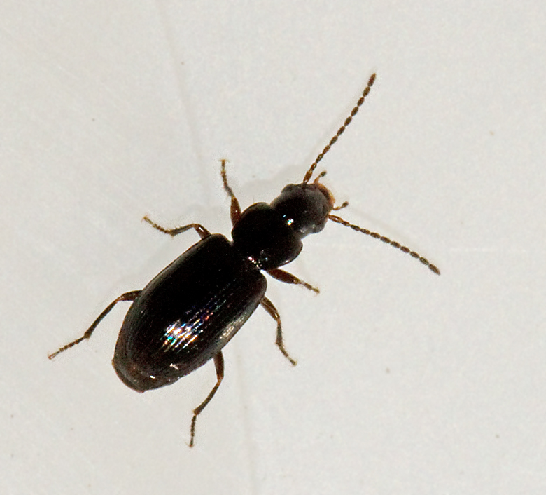Svart dammlpare, Acupalpus exiguus.jpg