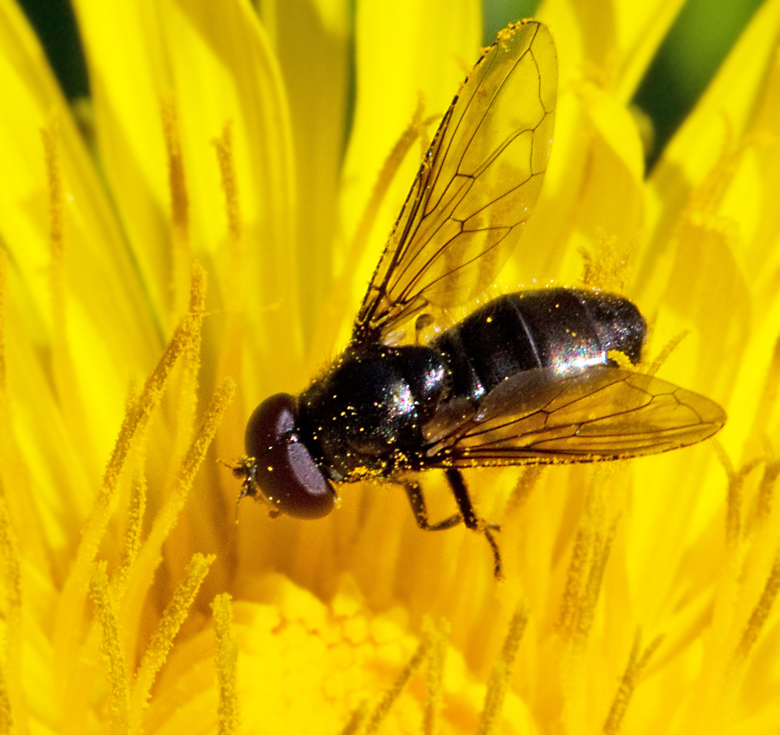 Svartbent örtblomfluga, Cheilosia nigripes.jpg