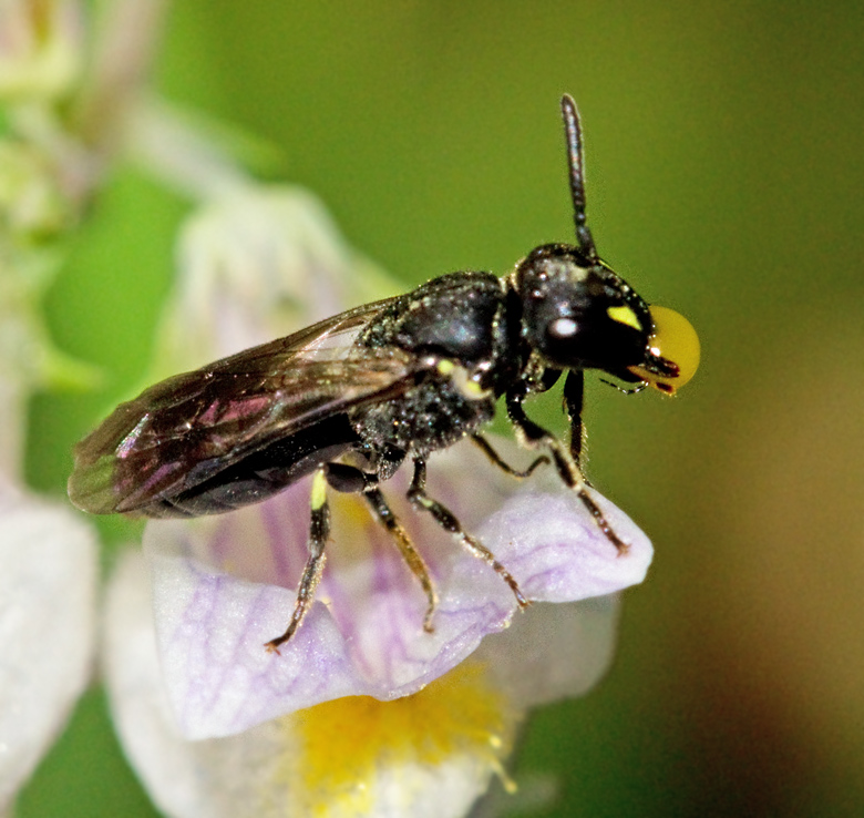 Grdscitronbi, Hylaeus communis.jpg