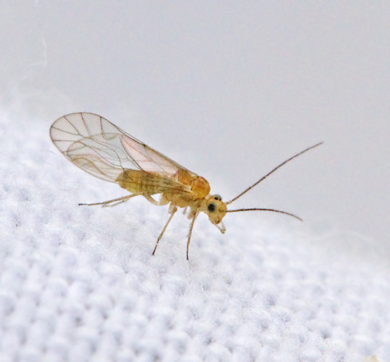 Tjockpalpsstövslända, Cuneopalpus cyanops.jpg