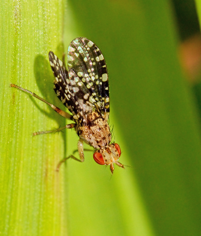 Trypetoptera punctulata.jpg