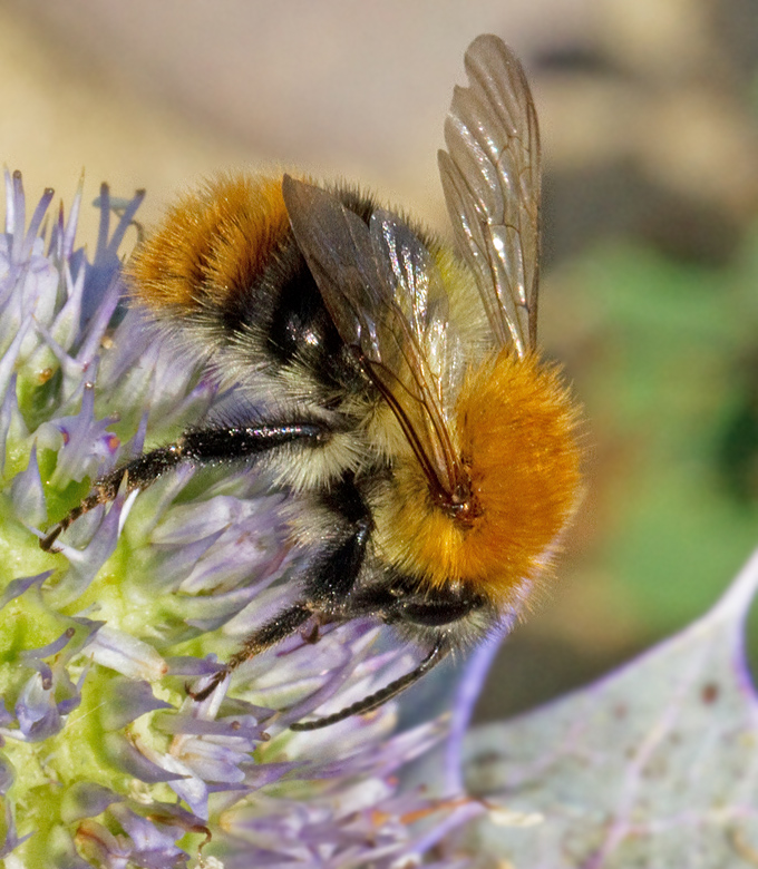 Common Carder Bee, kerhumla (Bombus pascuorum).jpg