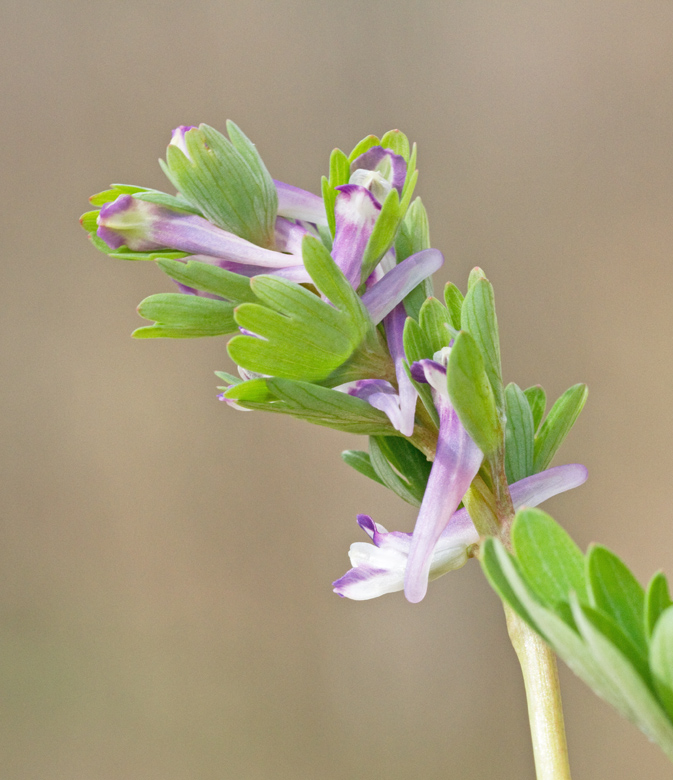 Sloknunnert, Corydalis pumila.jpg