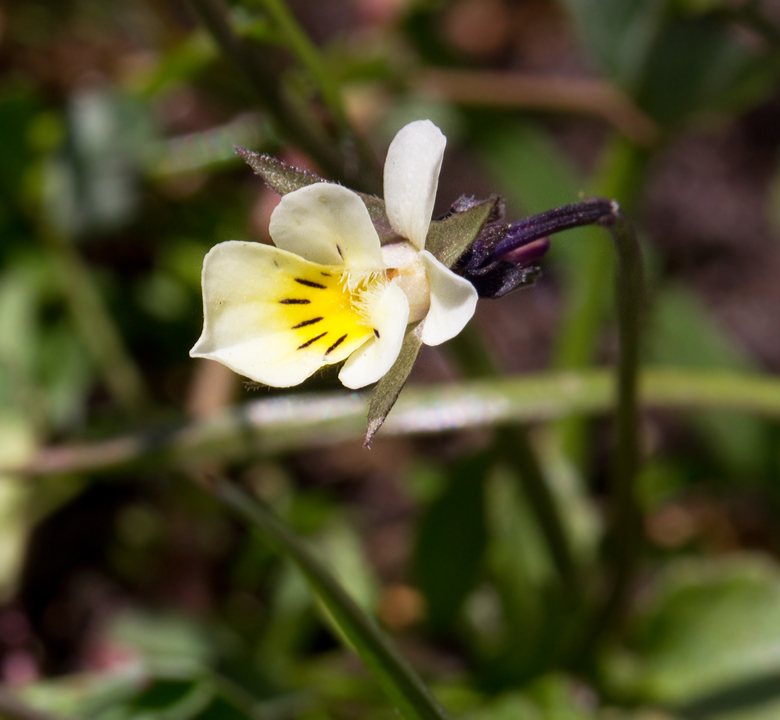 kerviol, Viola arvensis.jpg