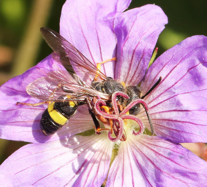 Cerceris rybyensis.jpg