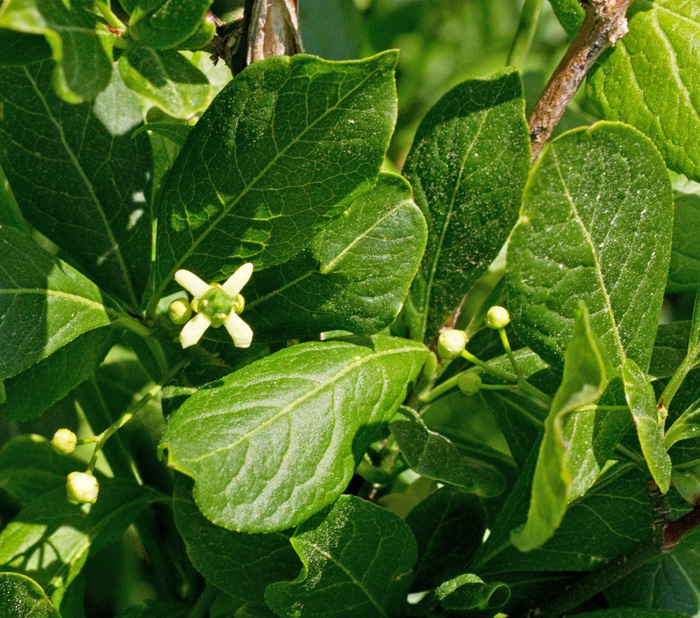 Benved, Benvedvxter, Euonymus europeus.jpg