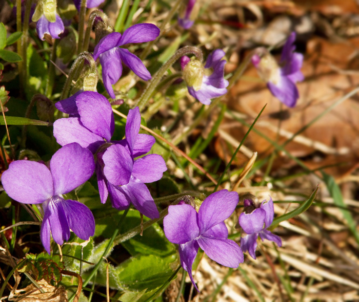 Luktviol, Viola odorata.jpg