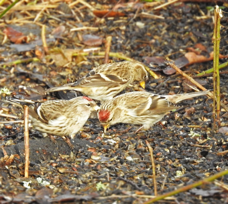 Redpoll male., Grsiska  (Carduelis flammea).jpg