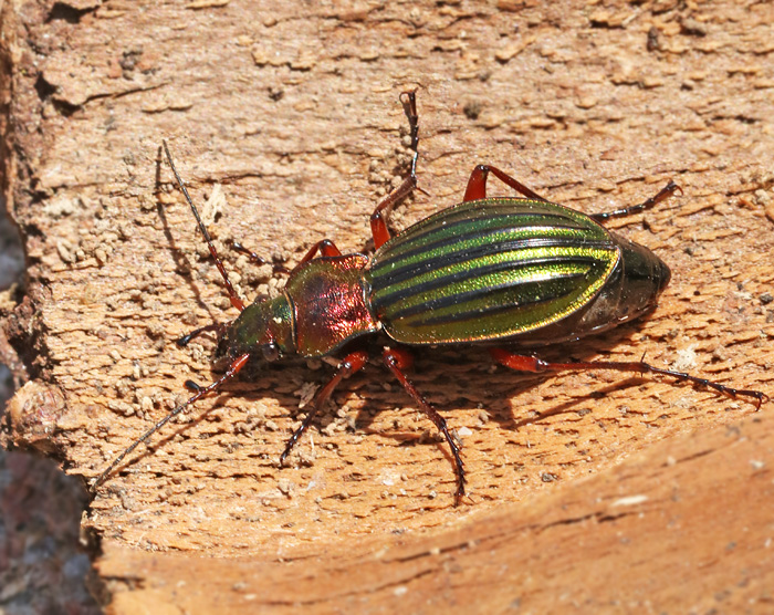 Praktlpare (Carabus auronitens).jpg