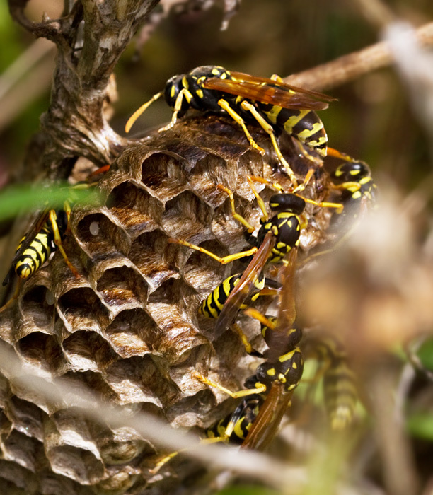 Paperwasps and nest.jpg