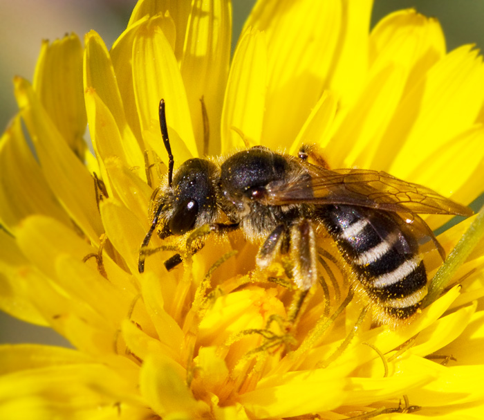 Species of solitary bee.jpg